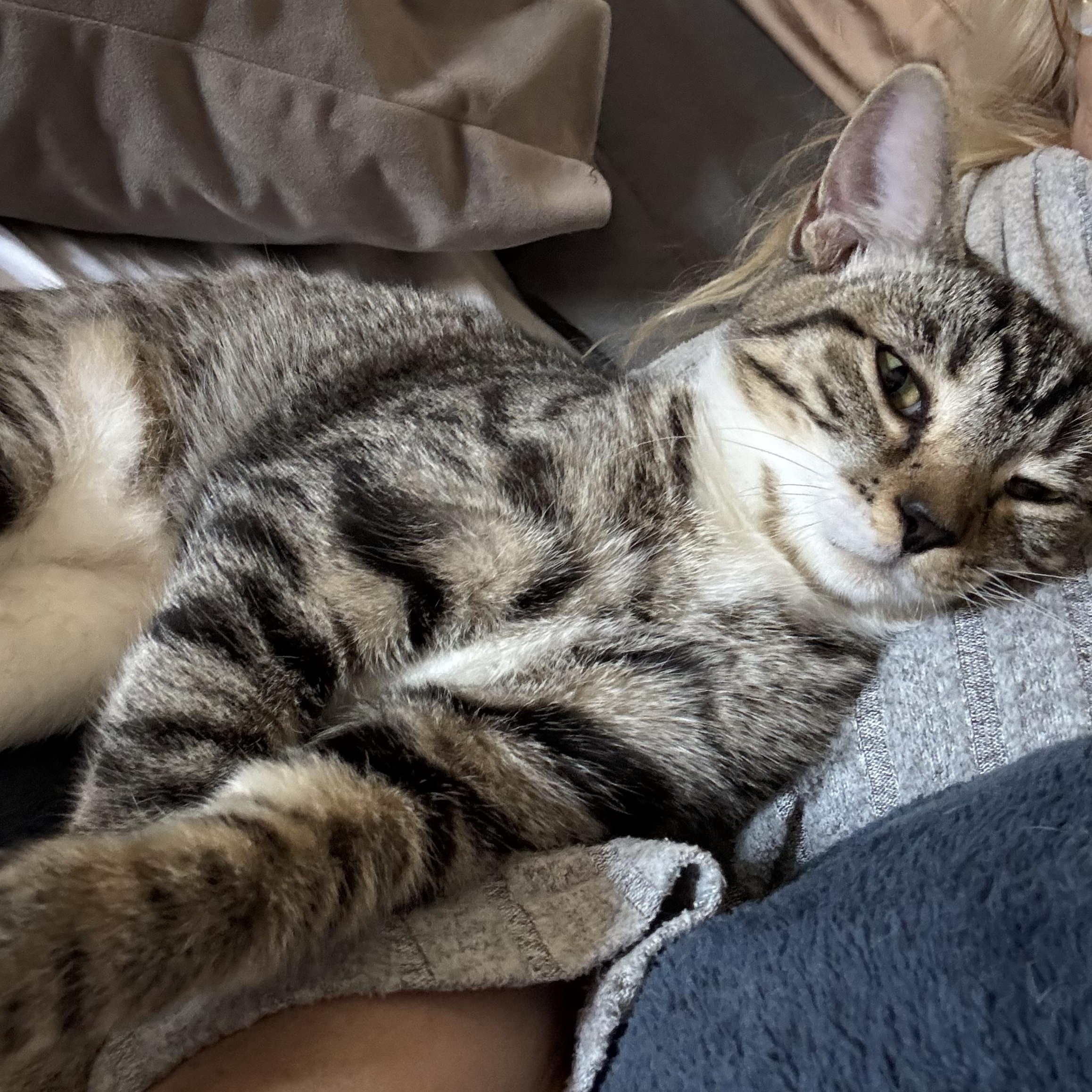 Enlarge Cookie kitten, a Adoptable Tabby in Kissimmee, FL image 2/6