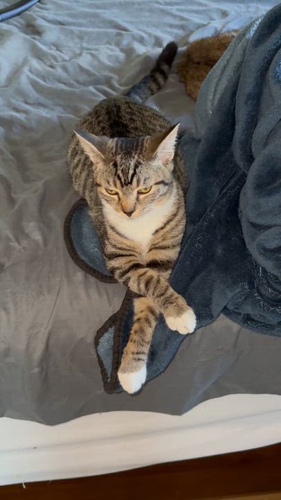 Enlarge Cookie 4 months, a Adoptable Tabby in Kissimmee, FL video 5/6