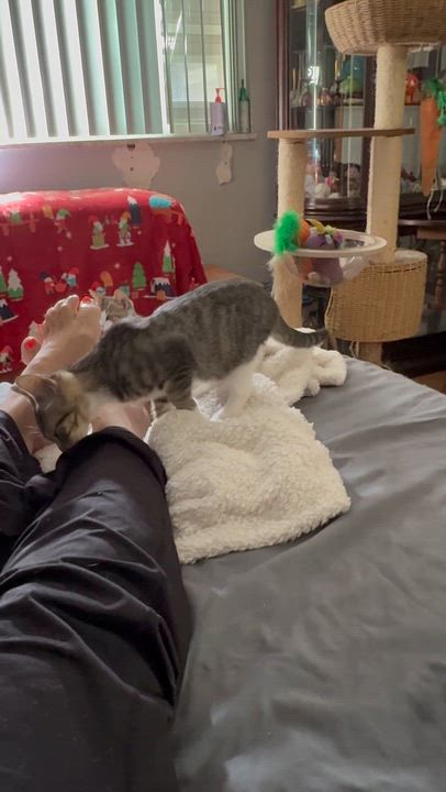 Enlarge Cookie kitten, a Adoptable Tabby in Kissimmee, FL video 3/6