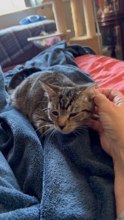 Enlarge Cookie kitten, a Adoptable Tabby in Kissimmee, FL video 4/6