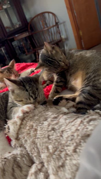 Enlarge Cookie kitten, a Adoptable Tabby in Kissimmee, FL video 6/6