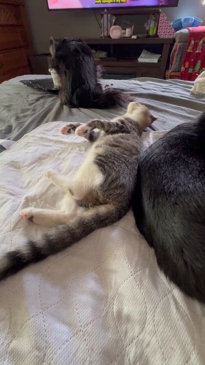 Enlarge Cookie kitten, a Adoptable Tabby in Kissimmee, FL video 5/6