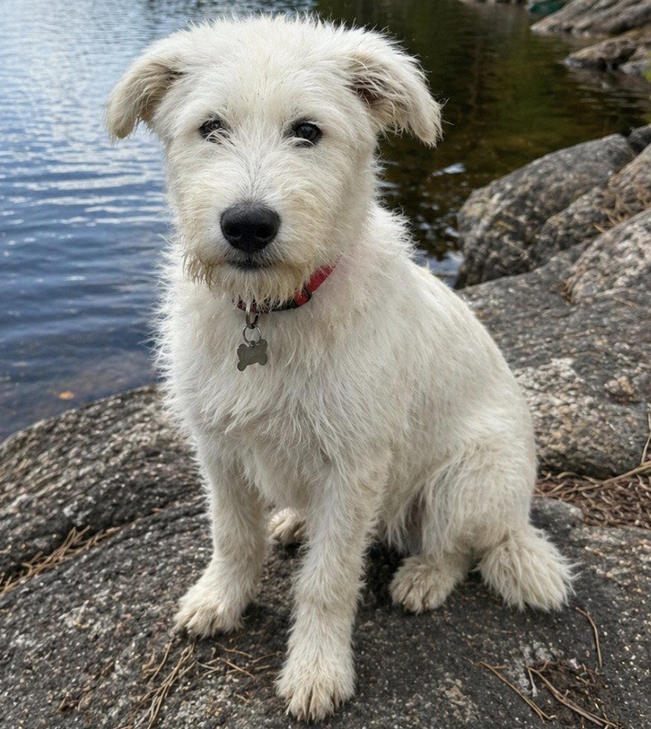 Almond , Labadoodle puppy, a Adoptable mixed breed in Mount Laurel, NJ image 1/3