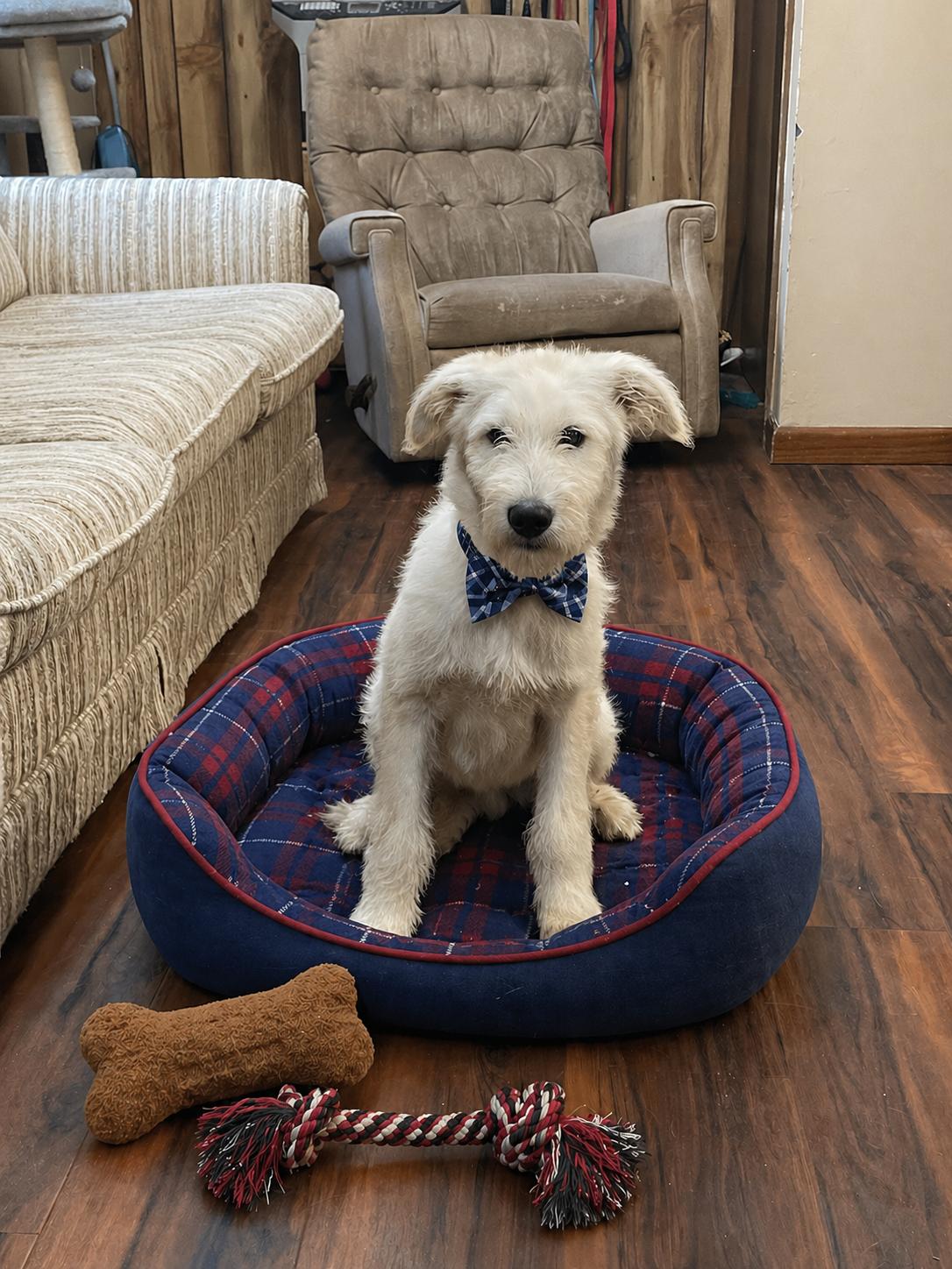 Almond , Labadoodle puppy, a Adoptable mixed breed in Mount Laurel, NJ image 2/3