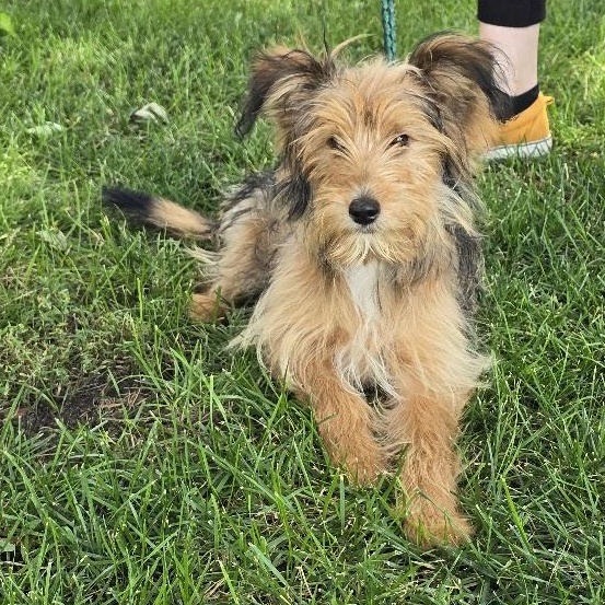 Enlarge Minnie, an adopted mixed breed in Waterloo, IA image 2/3