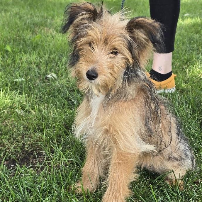 Minnie, adopted, Puppy Female Terrier.