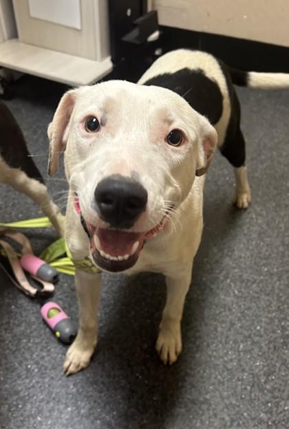 Alfredo, Adoptable, Young Male Border Collie & Pit Bull Terrier.