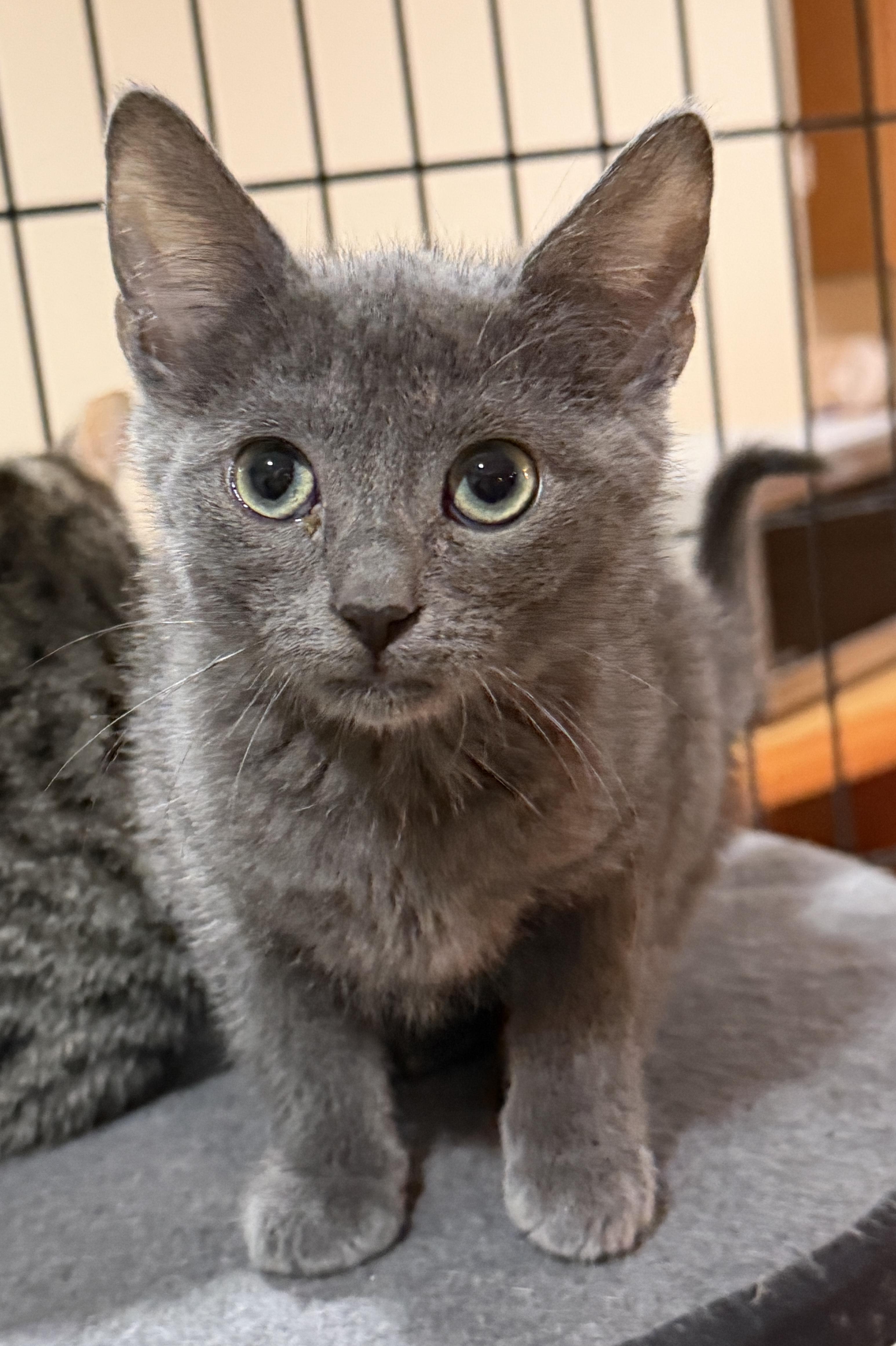 Enlarge Smoki , a Adoptable Domestic Short Hair in East Hanover, NJ image 1/1