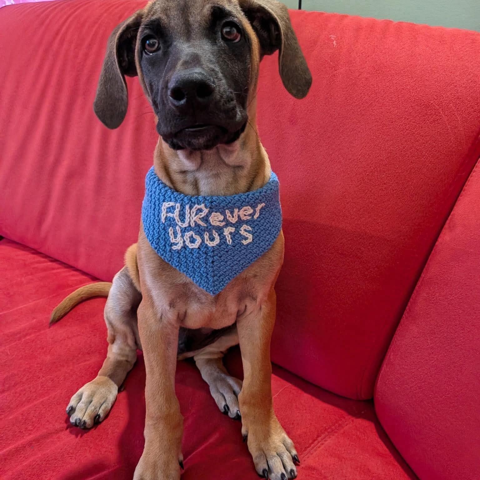 Elliot in foster care, ADOPTABLE, Puppy Male Shepherd & Shepherd.