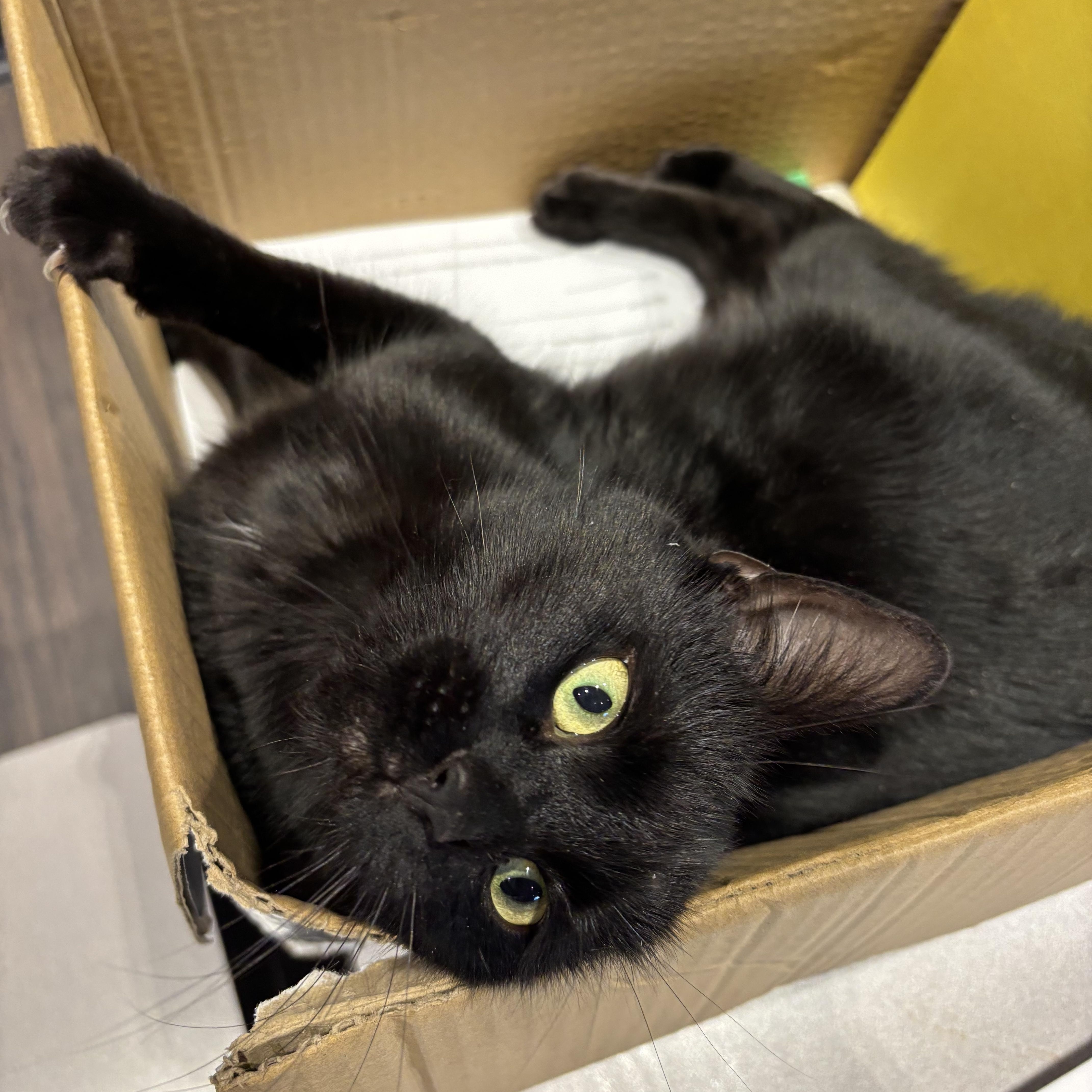 Enlarge Stormy, a Adoptable Domestic Short Hair in Philadelphia, PA image 1/2