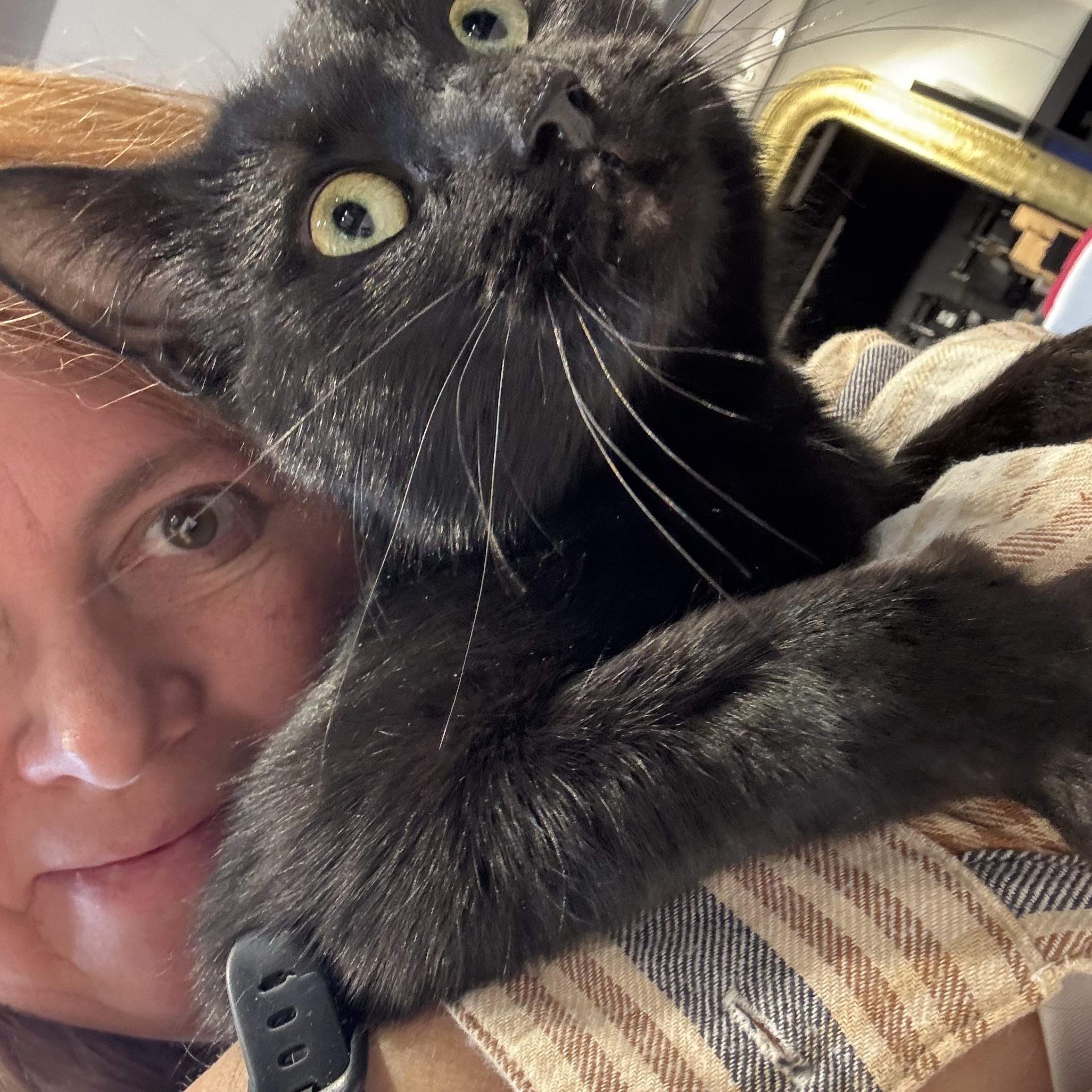 Enlarge Stormy, a Adoptable Domestic Short Hair in Philadelphia, PA image 2/2