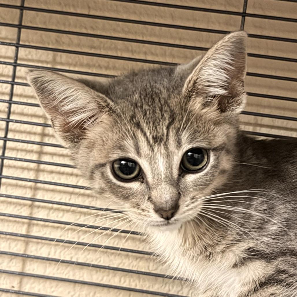 Schroeder, Adoptable, Kitten Male Domestic Medium Hair.