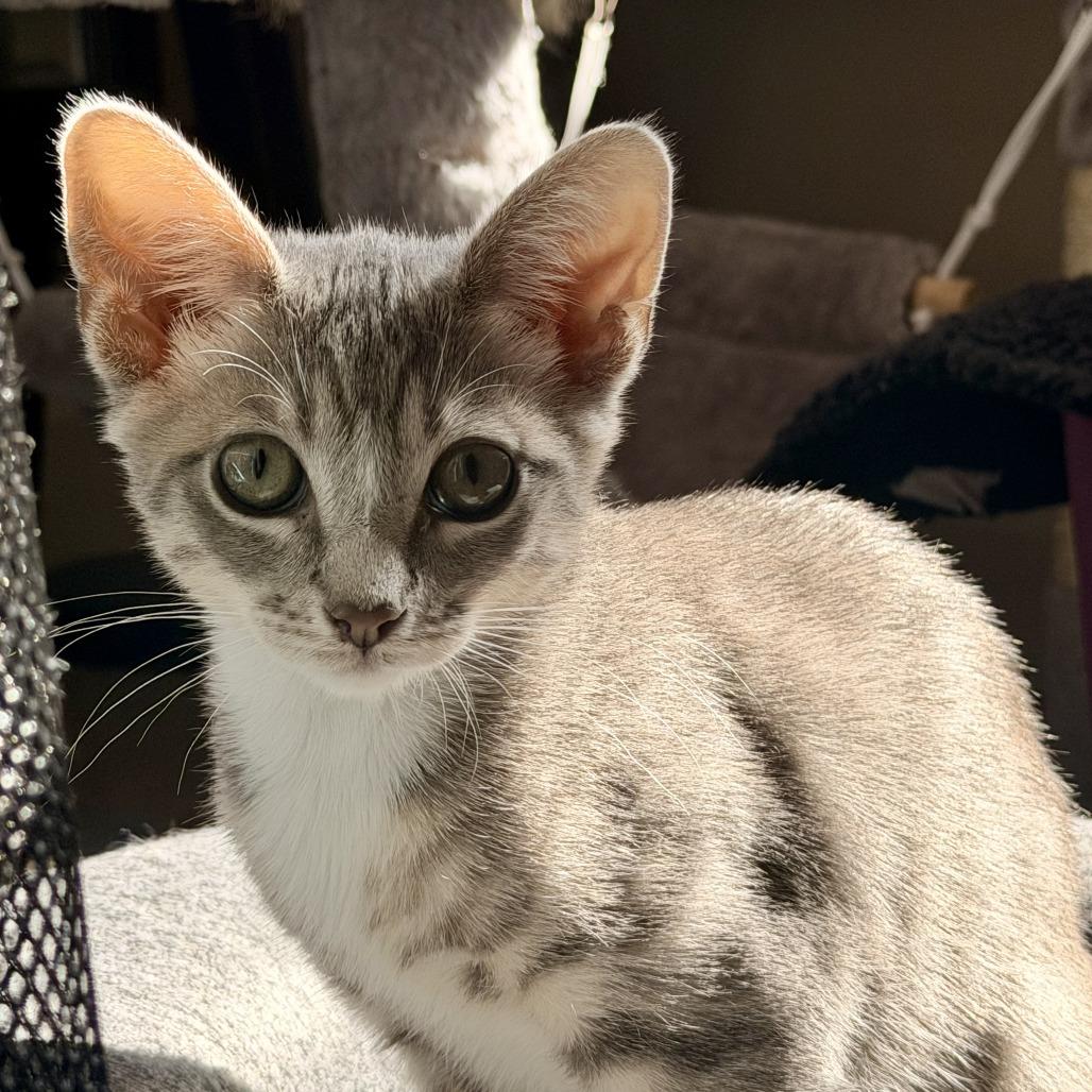 Enlarge Schroeder, a Adoptable Domestic Medium Hair in Pleasanton, CA image 2/4
