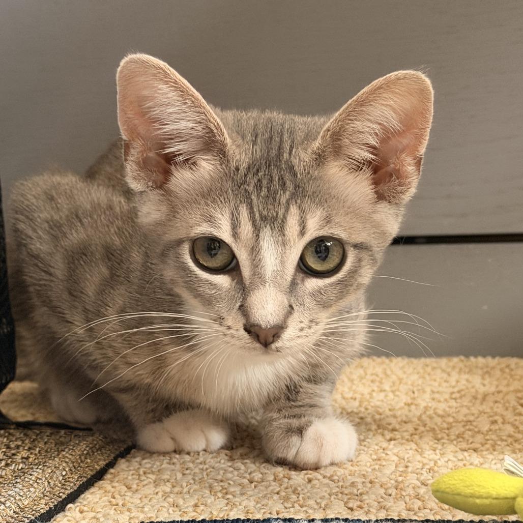 Enlarge Schroeder, a Adoptable Domestic Medium Hair in Pleasanton, CA image 3/4
