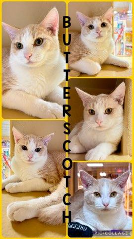 Enlarge BUTTERSCOTCH, a Adoptable Tabby in Lawton, OK image 1/1