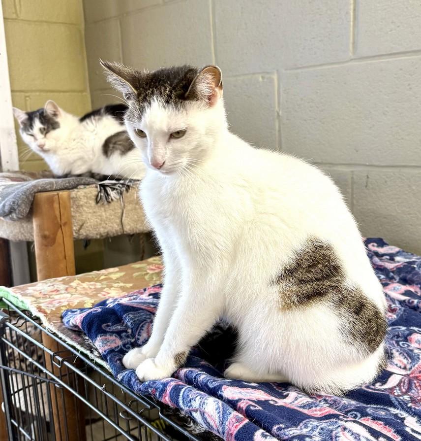 Enlarge Penelope, a Adoptable Domestic Short Hair in Landenberg, PA image 3/5