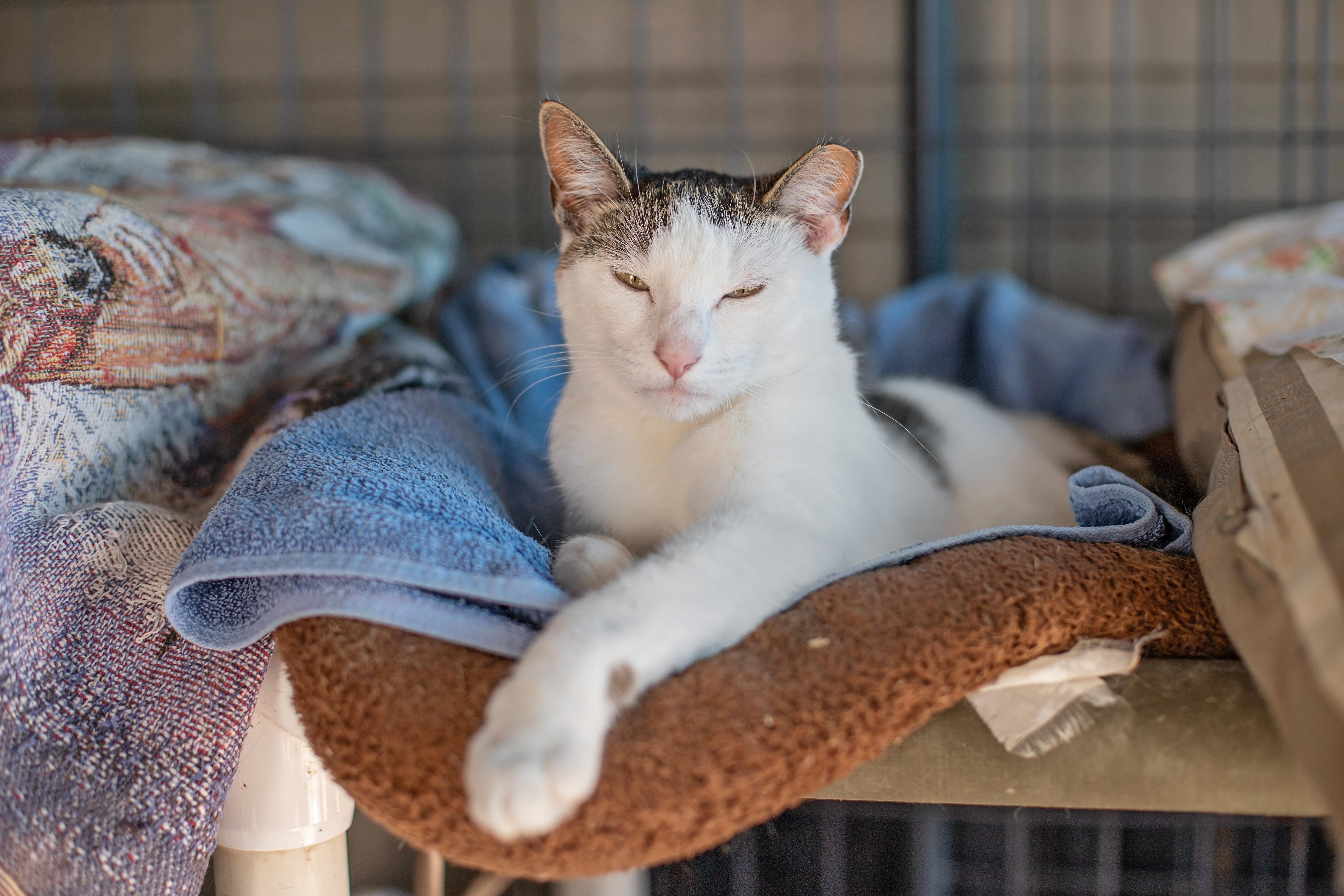 Enlarge Penelope, a Adoptable Domestic Short Hair in Landenberg, PA image 2/5
