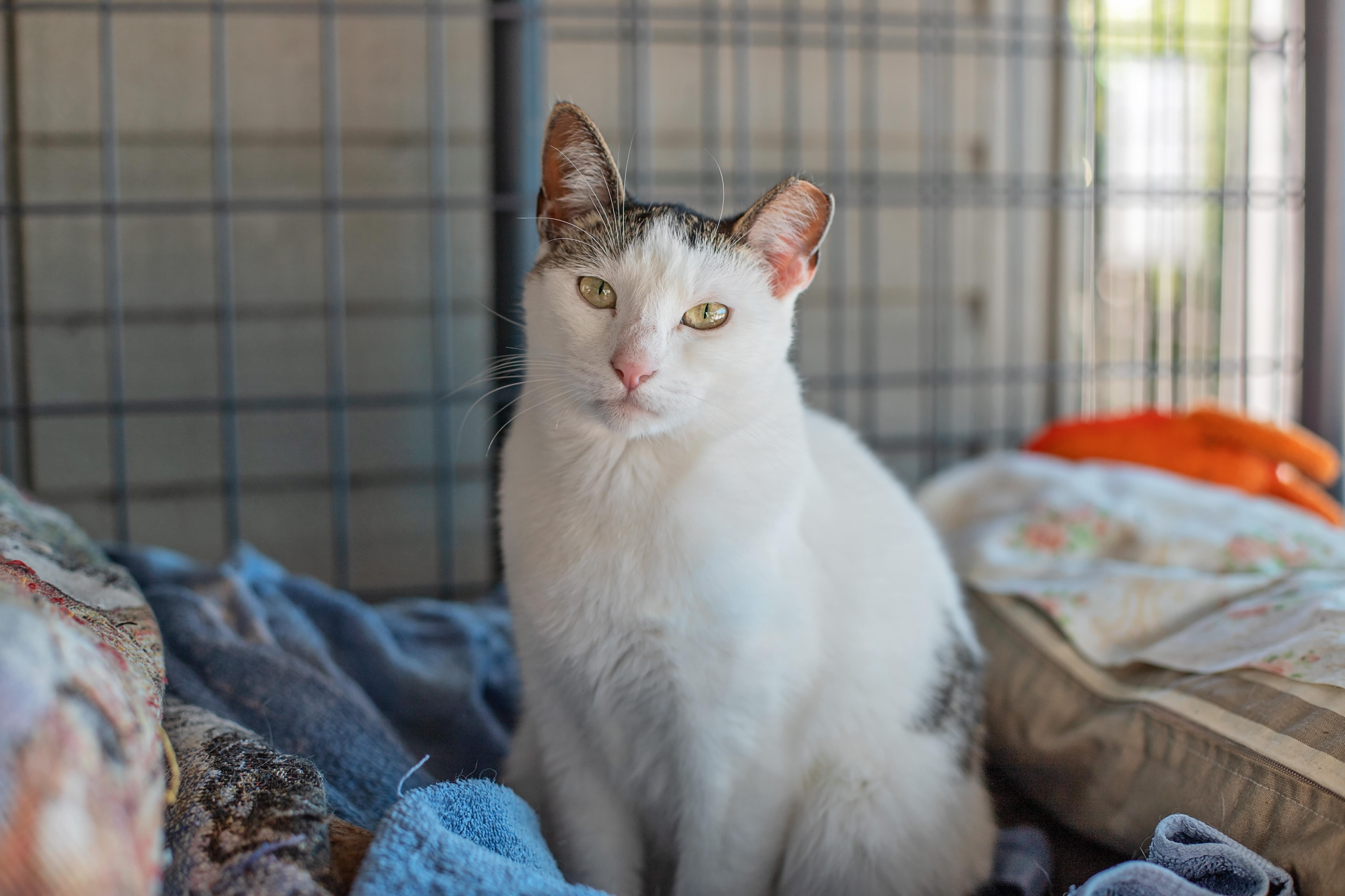 Penelope, Adoptable, Adult Female Domestic Short Hair.