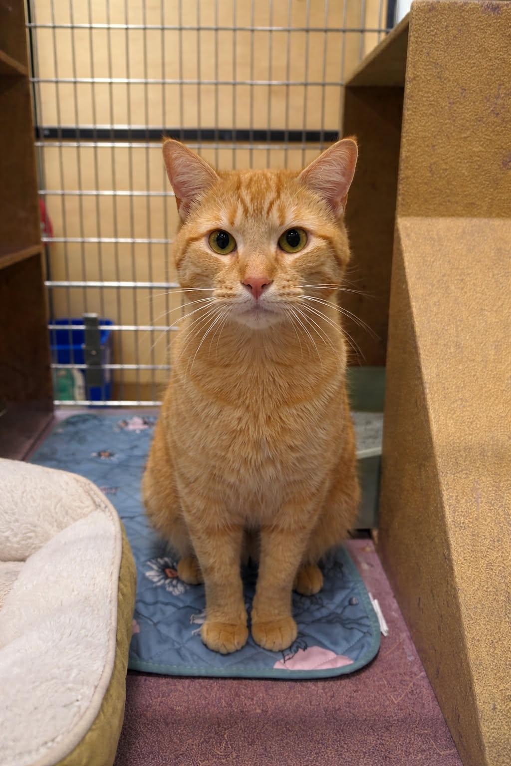 Bryan, ADOPTABLE, Young Male Domestic Short Hair.