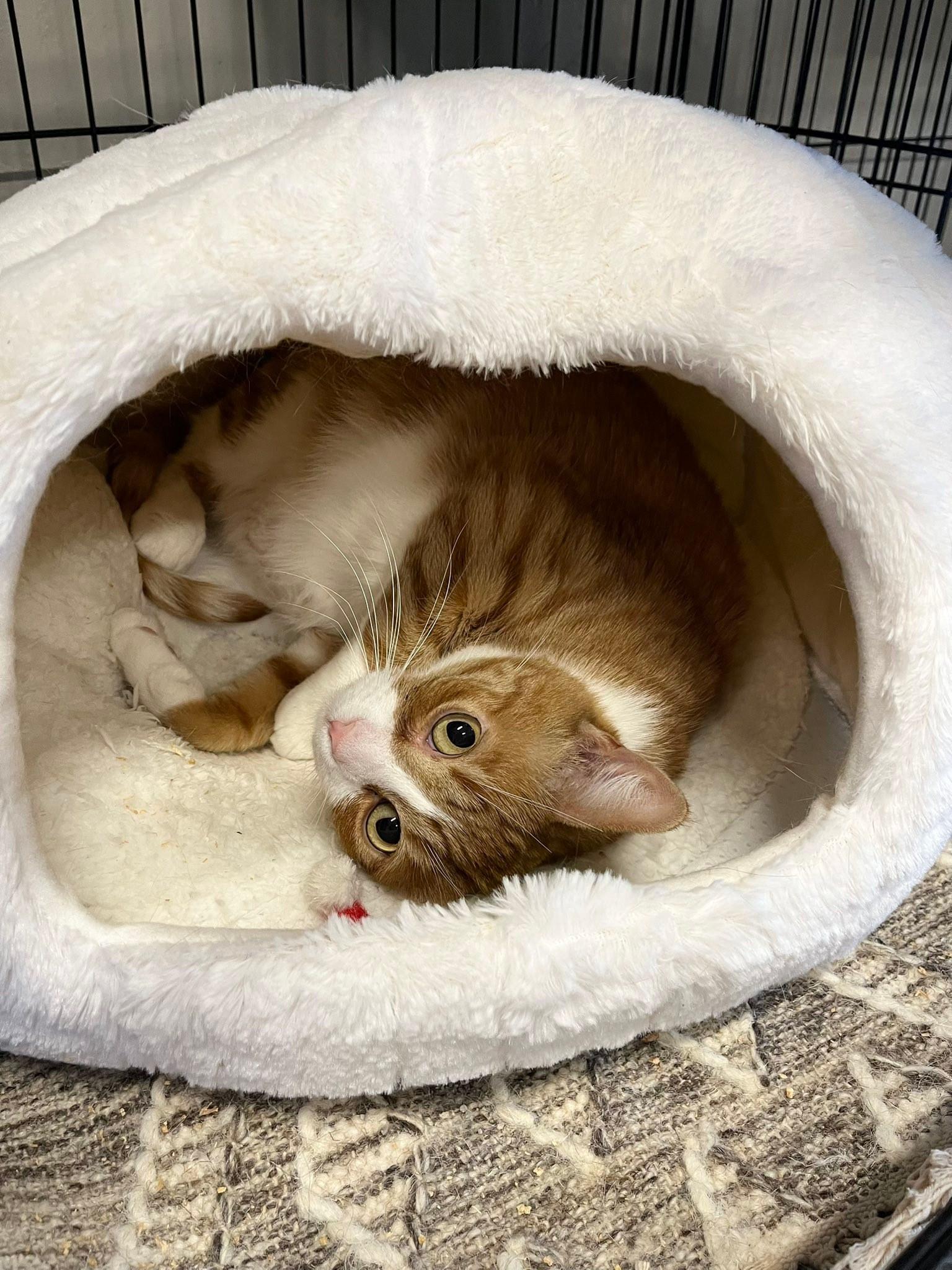 Raylin, Adopted, Young Female Tabby & Domestic Short Hair.