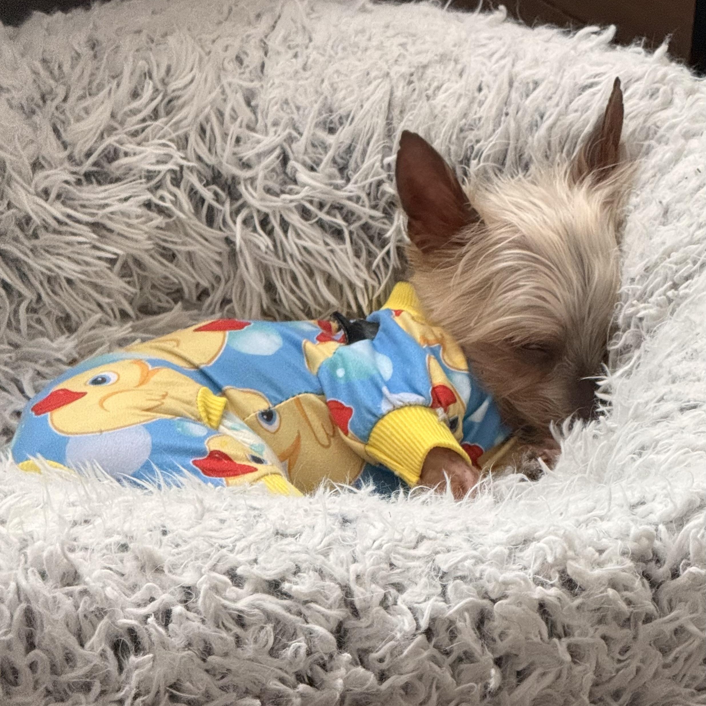 Enlarge Kiwi, a Adopted mixed breed in Charlotte, NC image 2/6