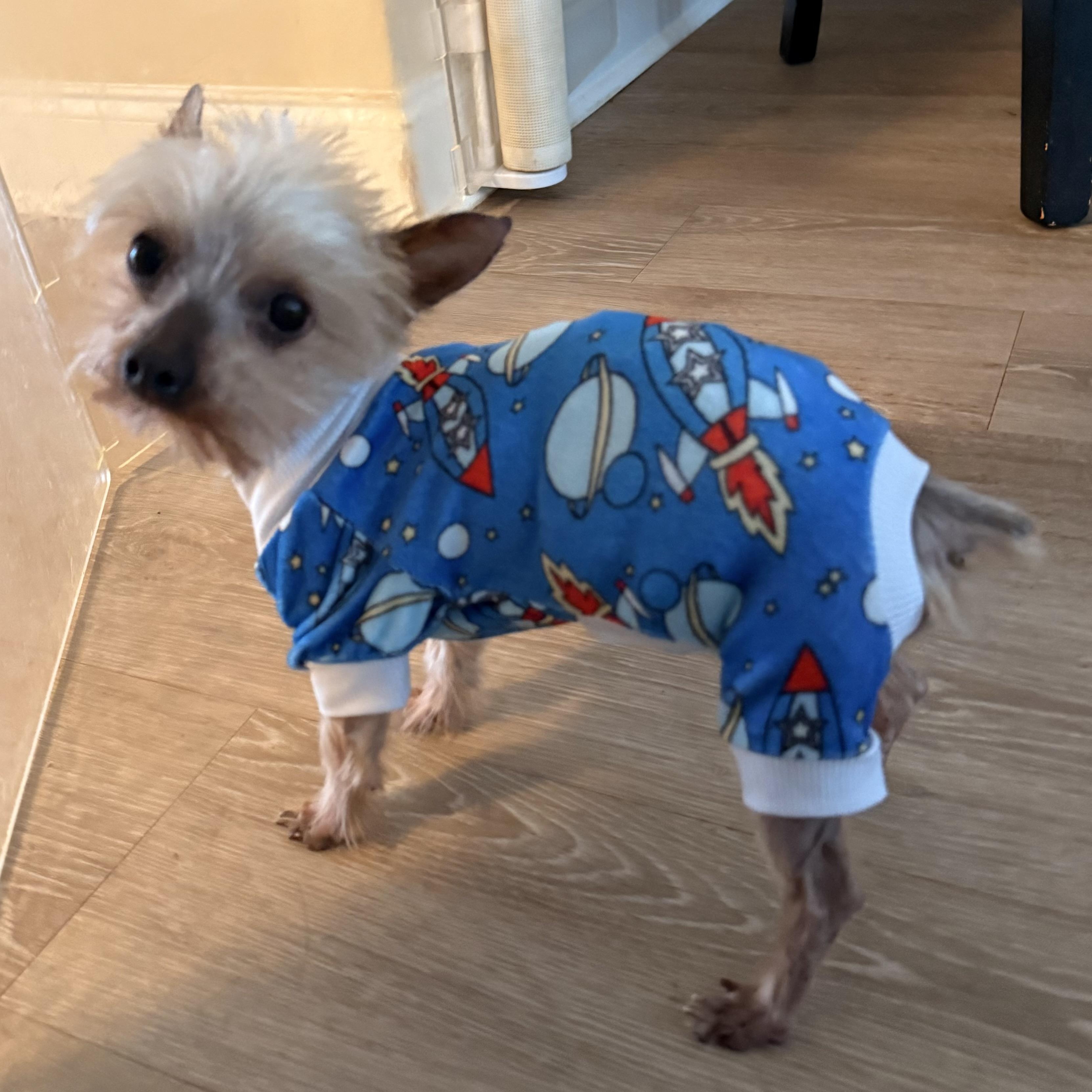 Enlarge Kiwi, a Adopted mixed breed in Charlotte, NC image 4/6