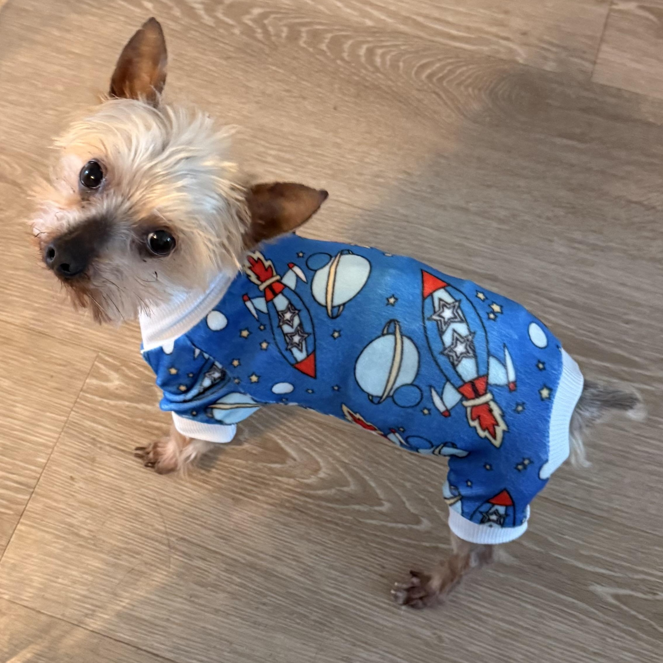 Kiwi, Adopted, Adult Male Yorkshire Terrier & Chinese Crested Dog.
