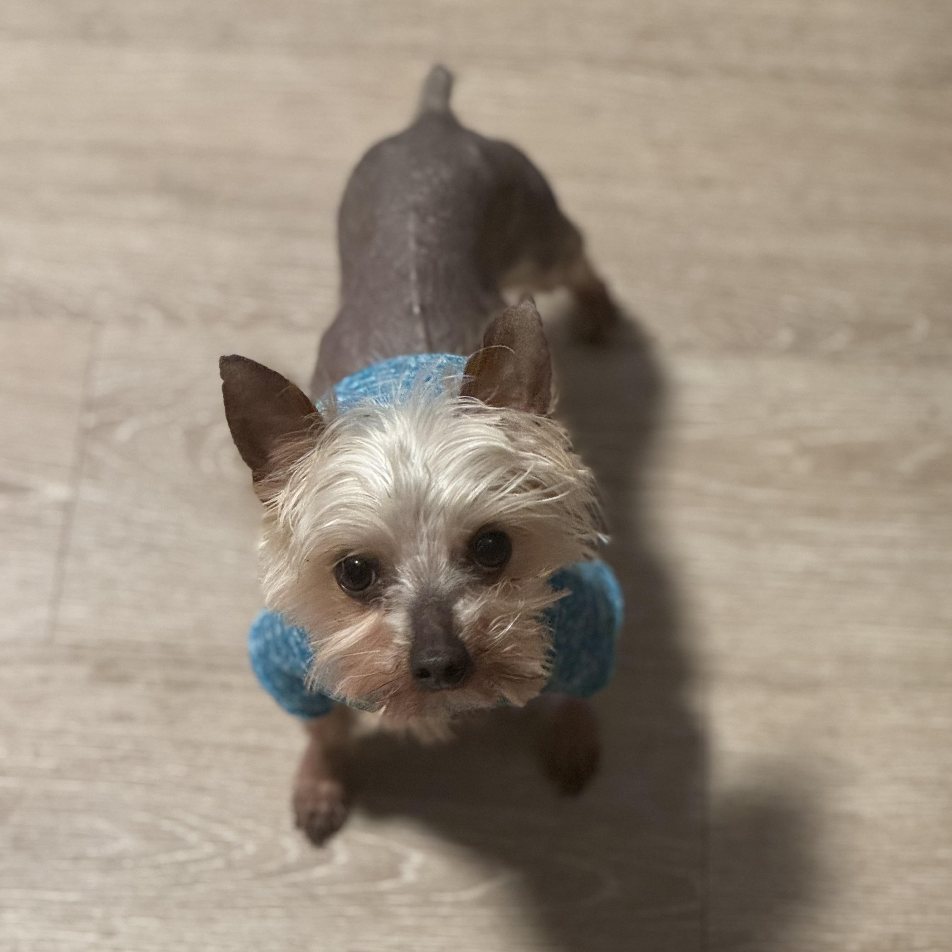 Enlarge Kiwi, a Adopted mixed breed in Charlotte, NC image 5/6