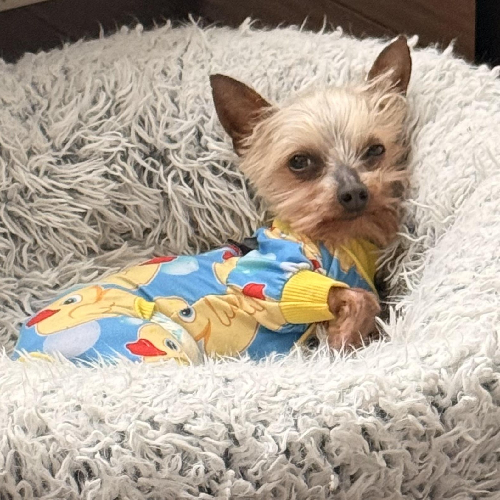 Enlarge Kiwi, a Adopted mixed breed in Charlotte, NC image 6/6