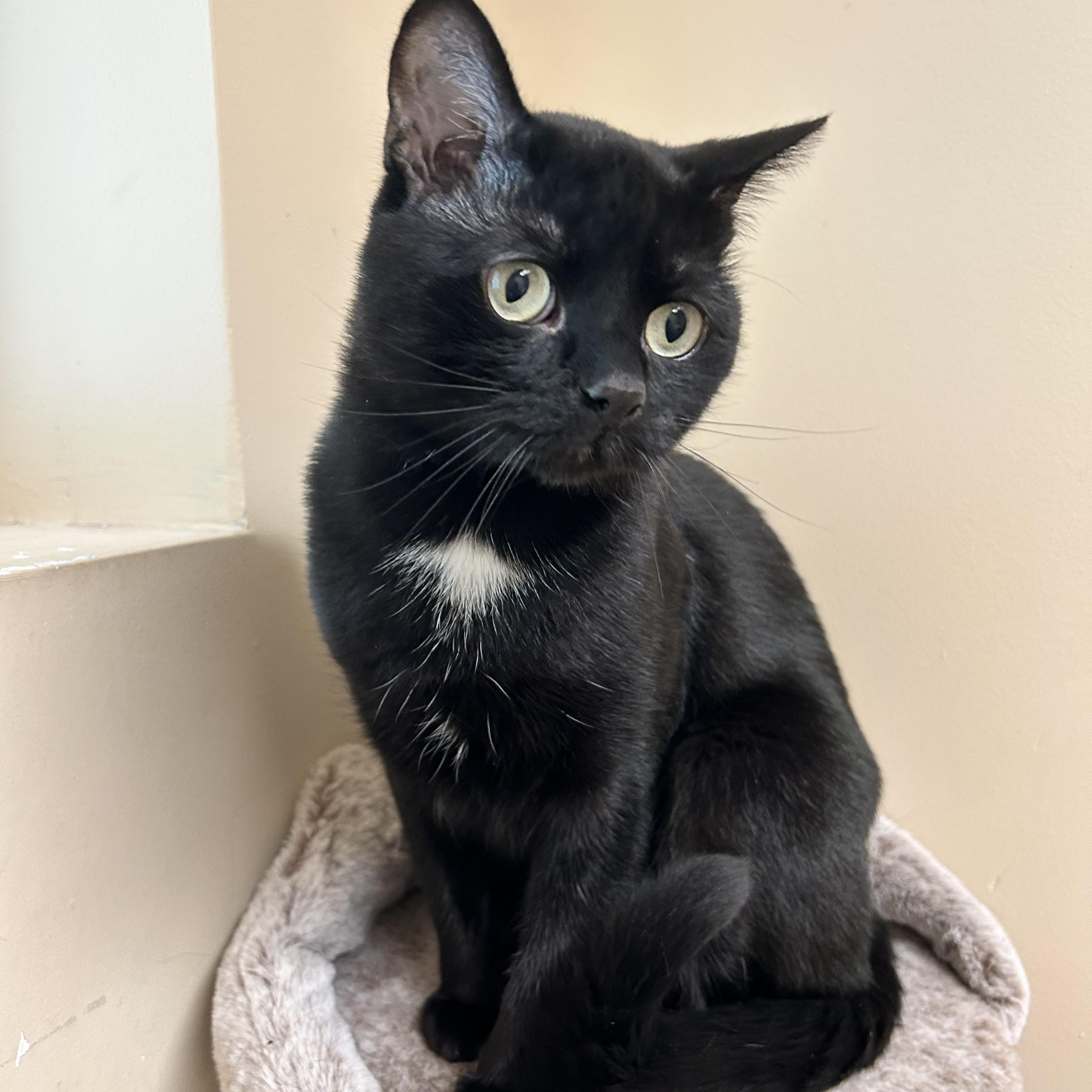 Magic , a ADOPTABLE Domestic Short Hair in Howes Cave, NY image 5/5