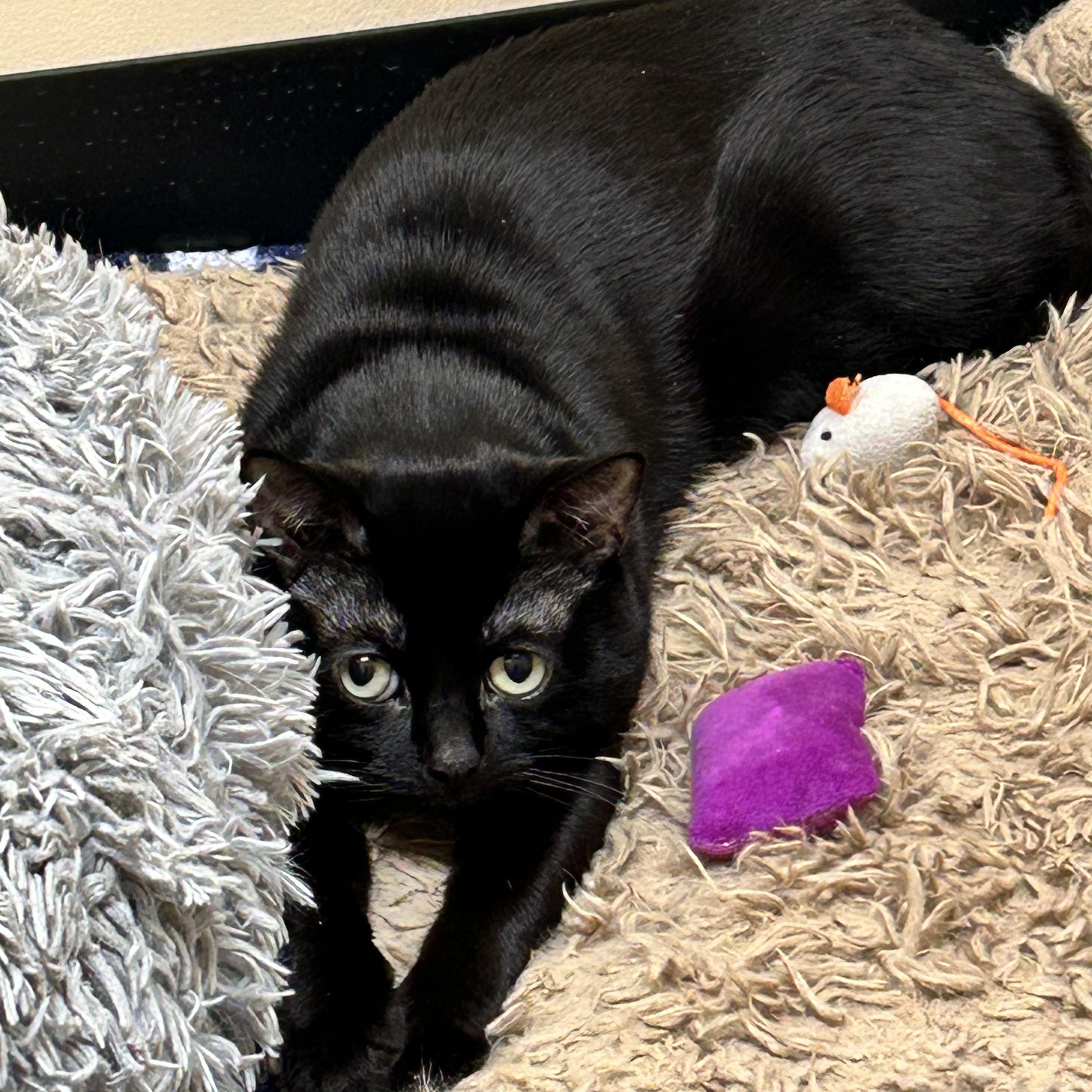 Enlarge Magic , a ADOPTABLE Domestic Short Hair in Howes Cave, NY image 3/3