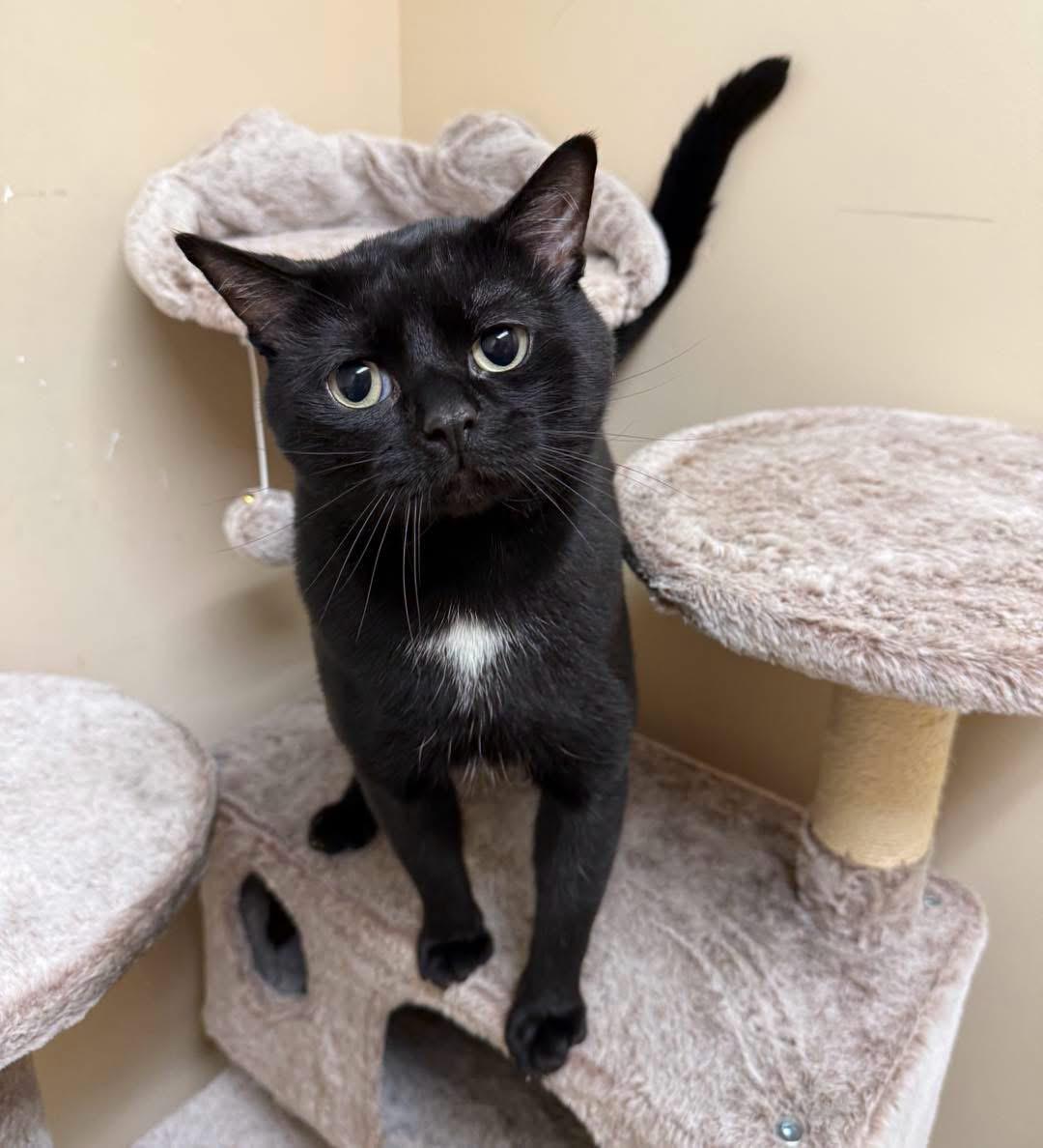 Magic , ADOPTABLE, Adult Female Domestic Short Hair.