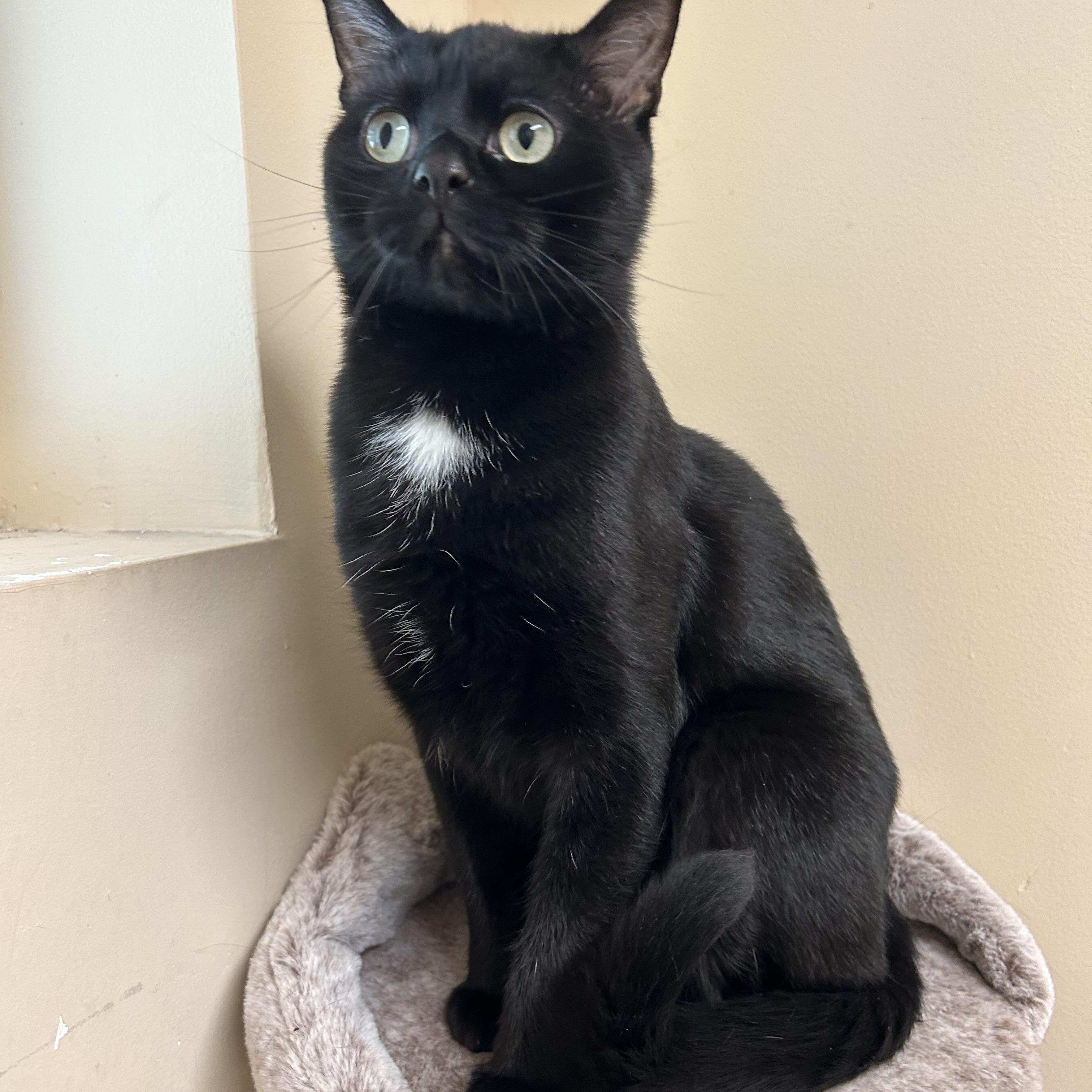 Magic , a ADOPTABLE Domestic Short Hair in Howes Cave, NY image 2/5