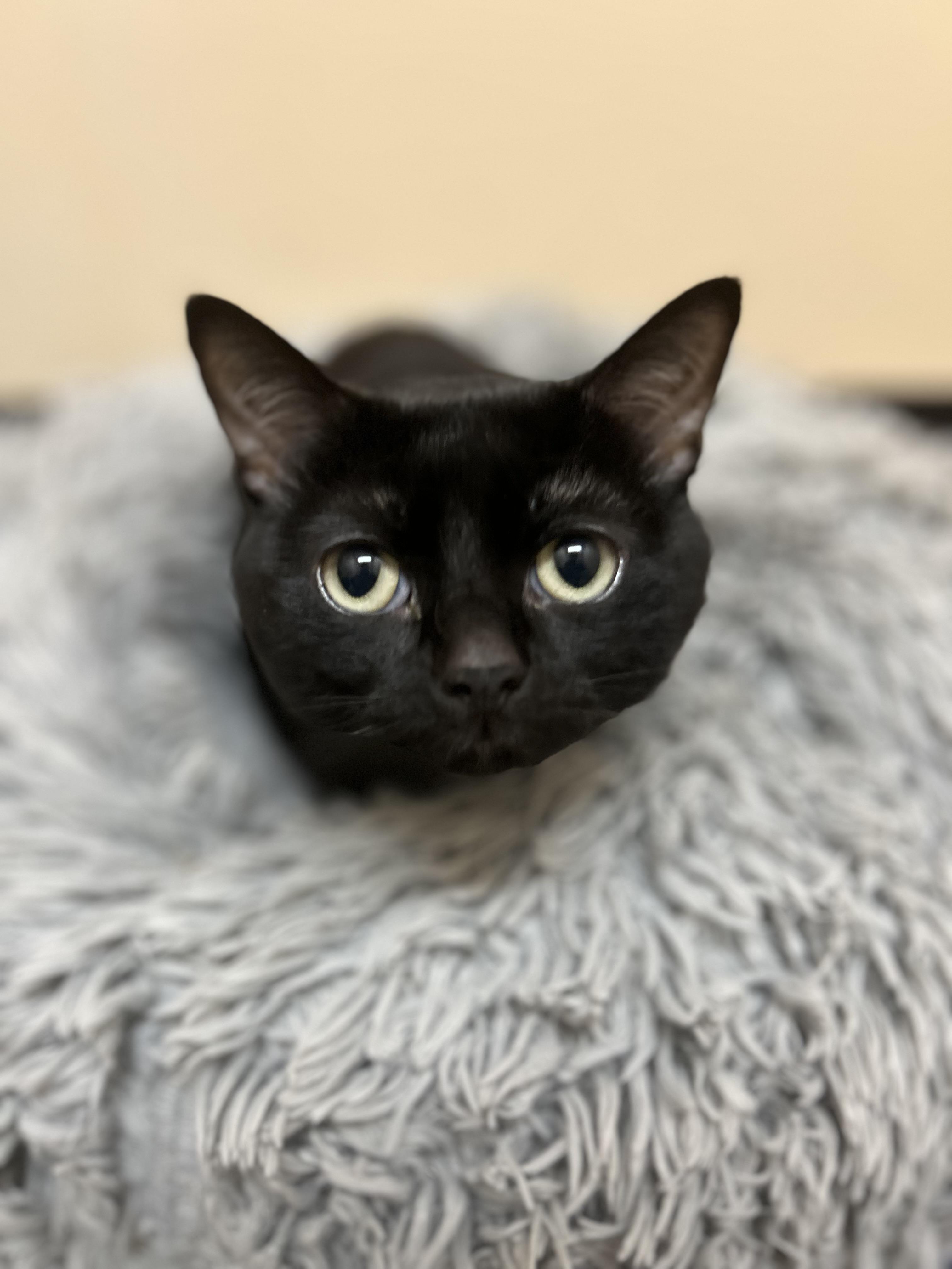 Magic , ADOPTABLE, Adult Female Domestic Short Hair.