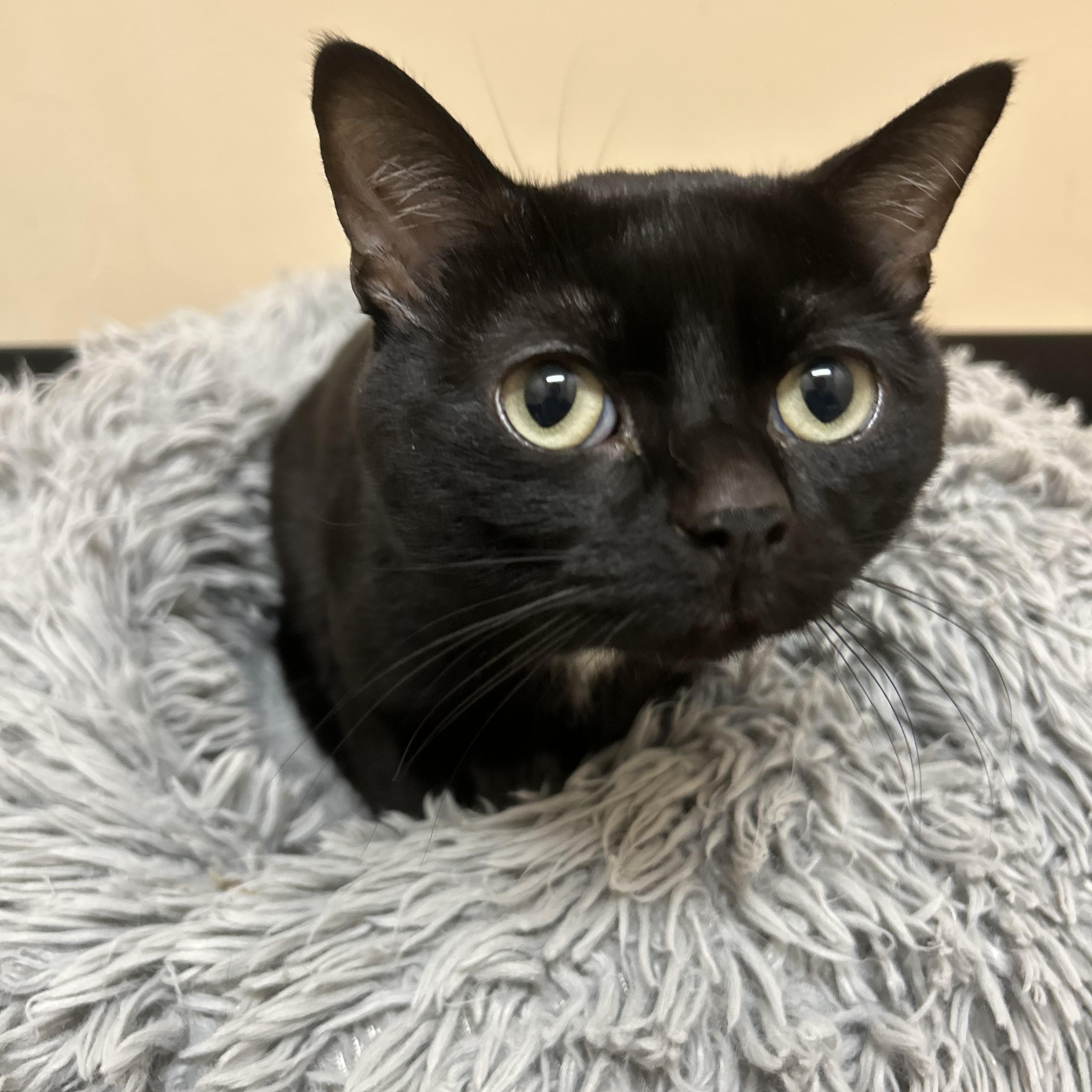 Enlarge Magic , a ADOPTABLE Domestic Short Hair in Howes Cave, NY image 2/3