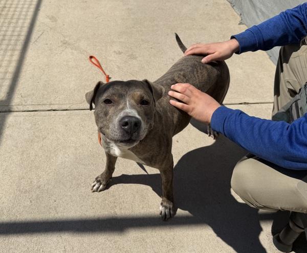 Enlarge Miss Pats, a Adoptable mixed breed in Staten Island, NY image 1/4