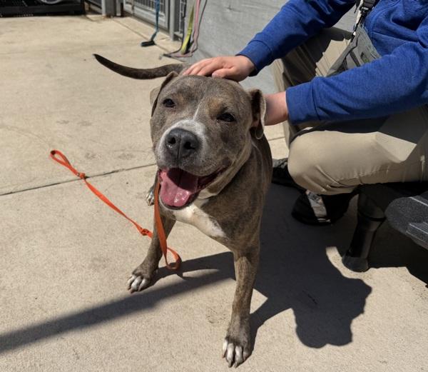 Enlarge Miss Pats, a Adoptable mixed breed in Staten Island, NY image 3/4