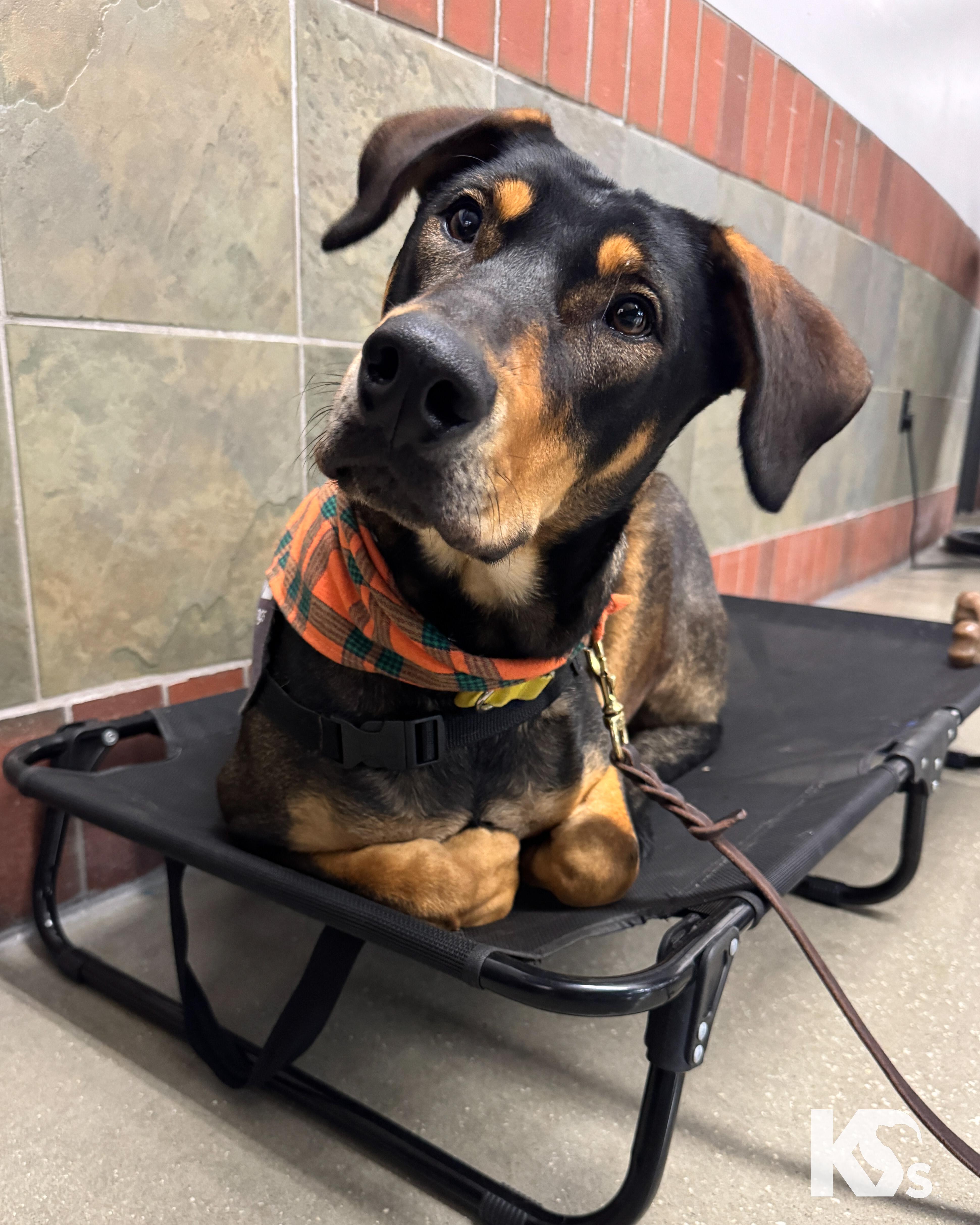 Nitro, Adoptable, Young Male Doberman Pinscher & German Shepherd Dog.