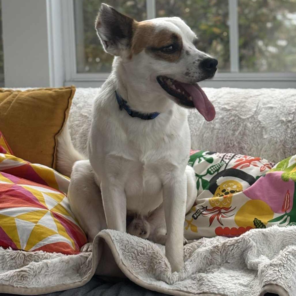 Enlarge Opie, a Adoptable mixed breed in Cincinnati , OH image 3/6