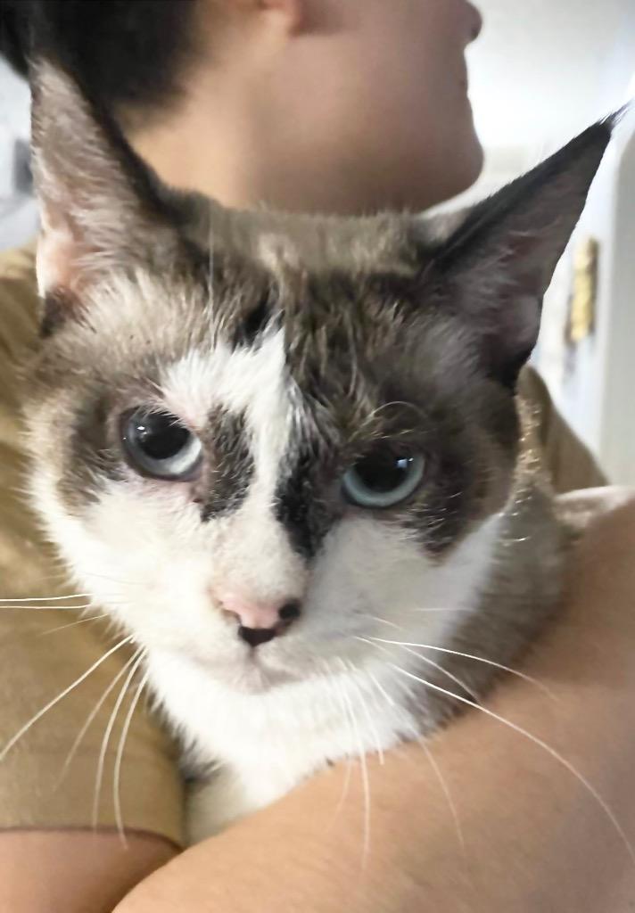 Nezuka, Adoptable, Adult Female Siamese.