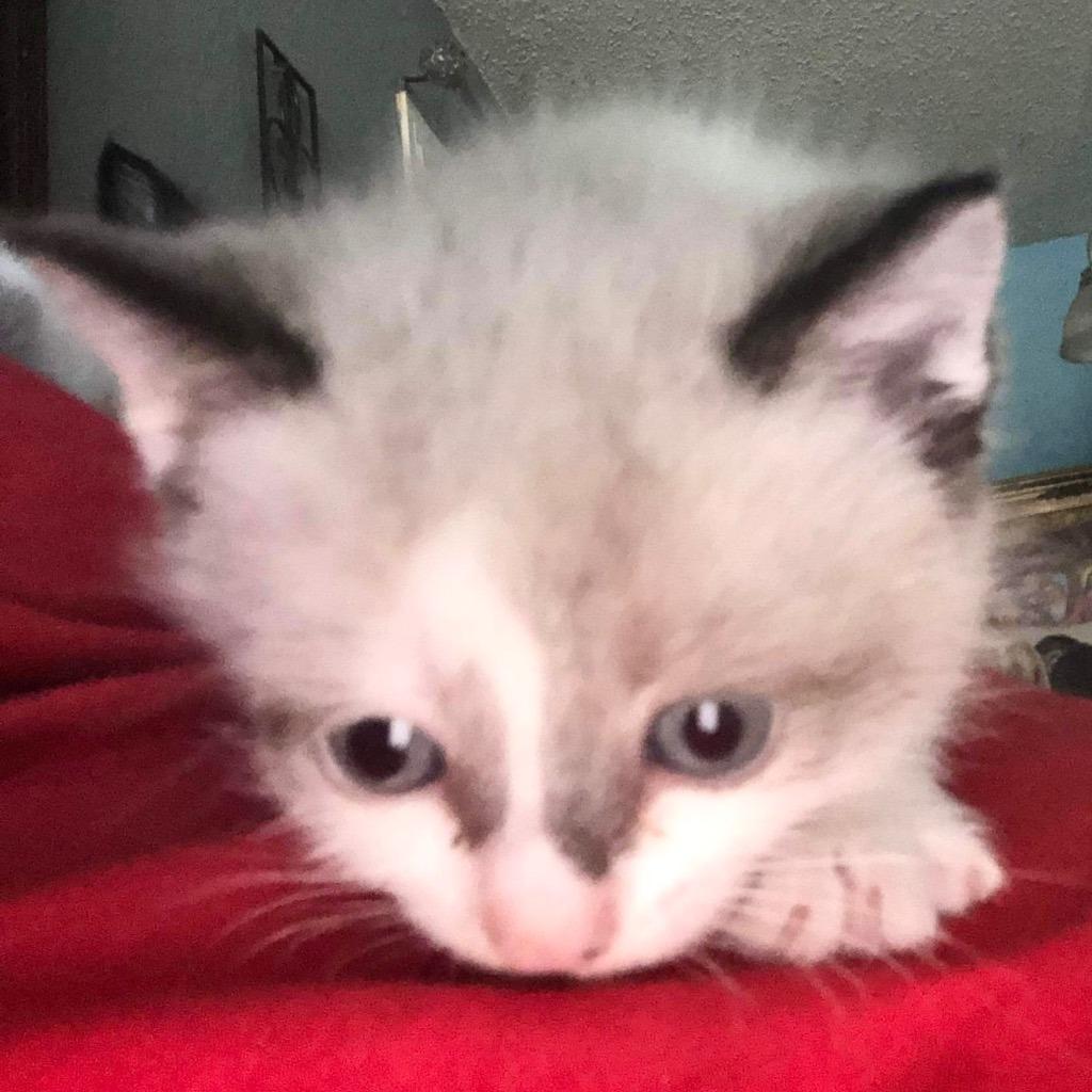 Nezuka, a Adoptable mixed breed in New Braunfels, TX image 2/4