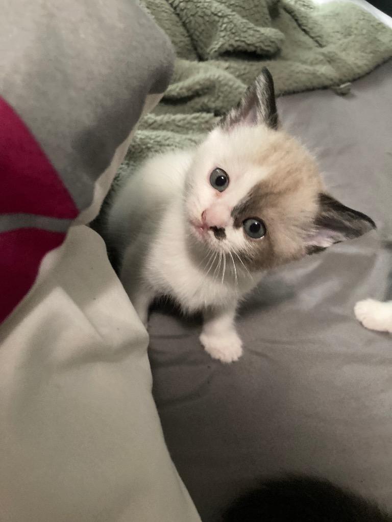 Nezuka, a Adoptable mixed breed in New Braunfels, TX image 3/4