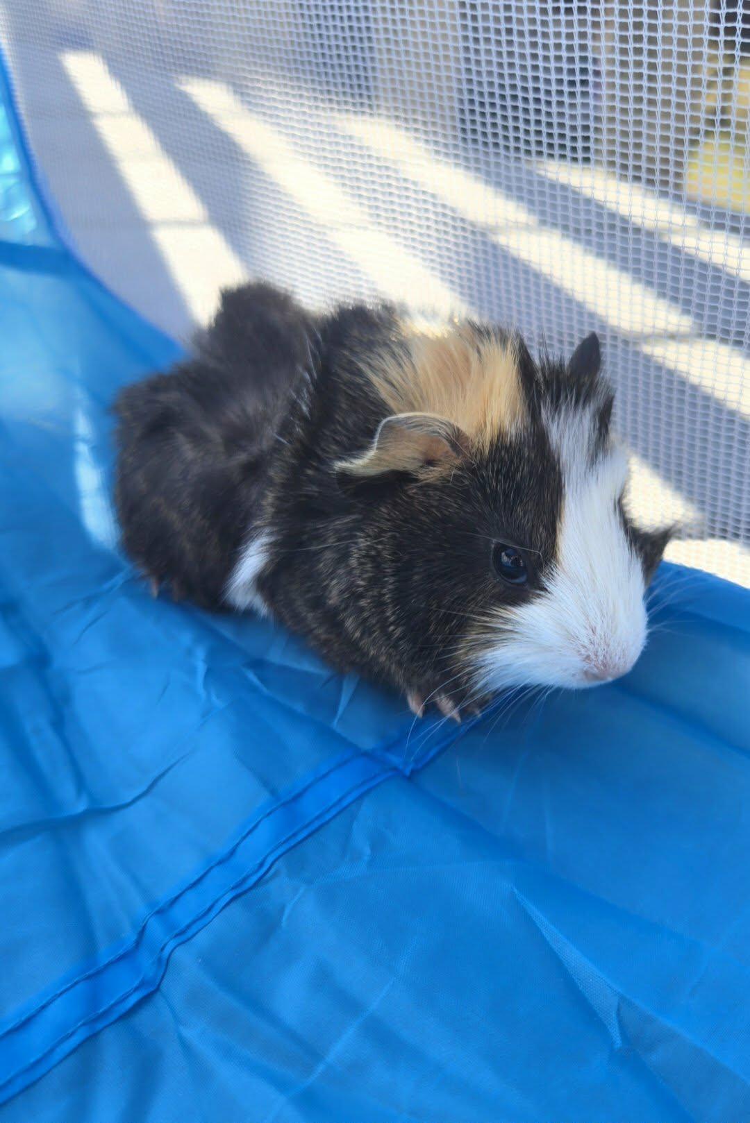 Colby, Adoptable, Young Male Guinea Pig.