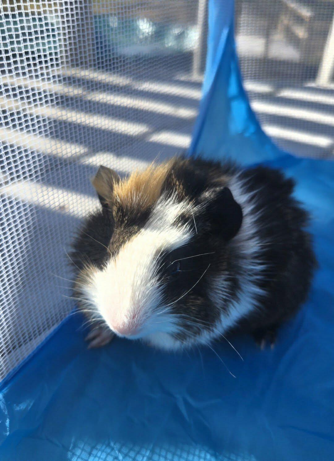 Enlarge Colby, a Adoptable Guinea Pig in Glenmoore, PA image 2/3