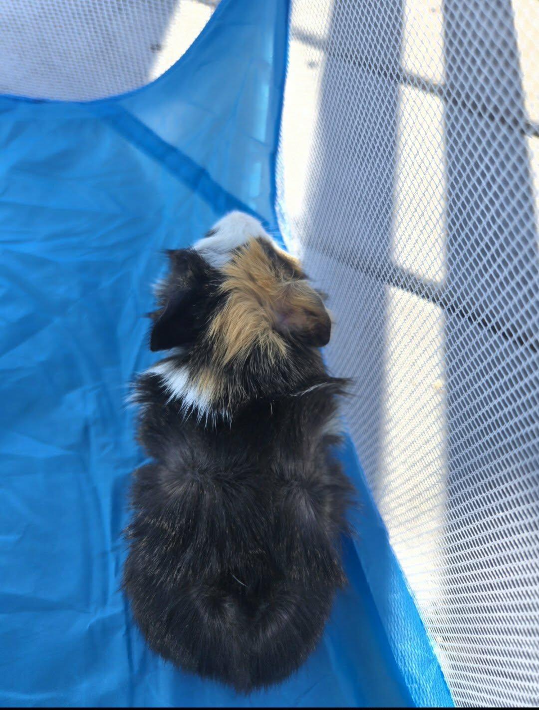 Enlarge Colby, a Adoptable Guinea Pig in Glenmoore, PA image 3/3