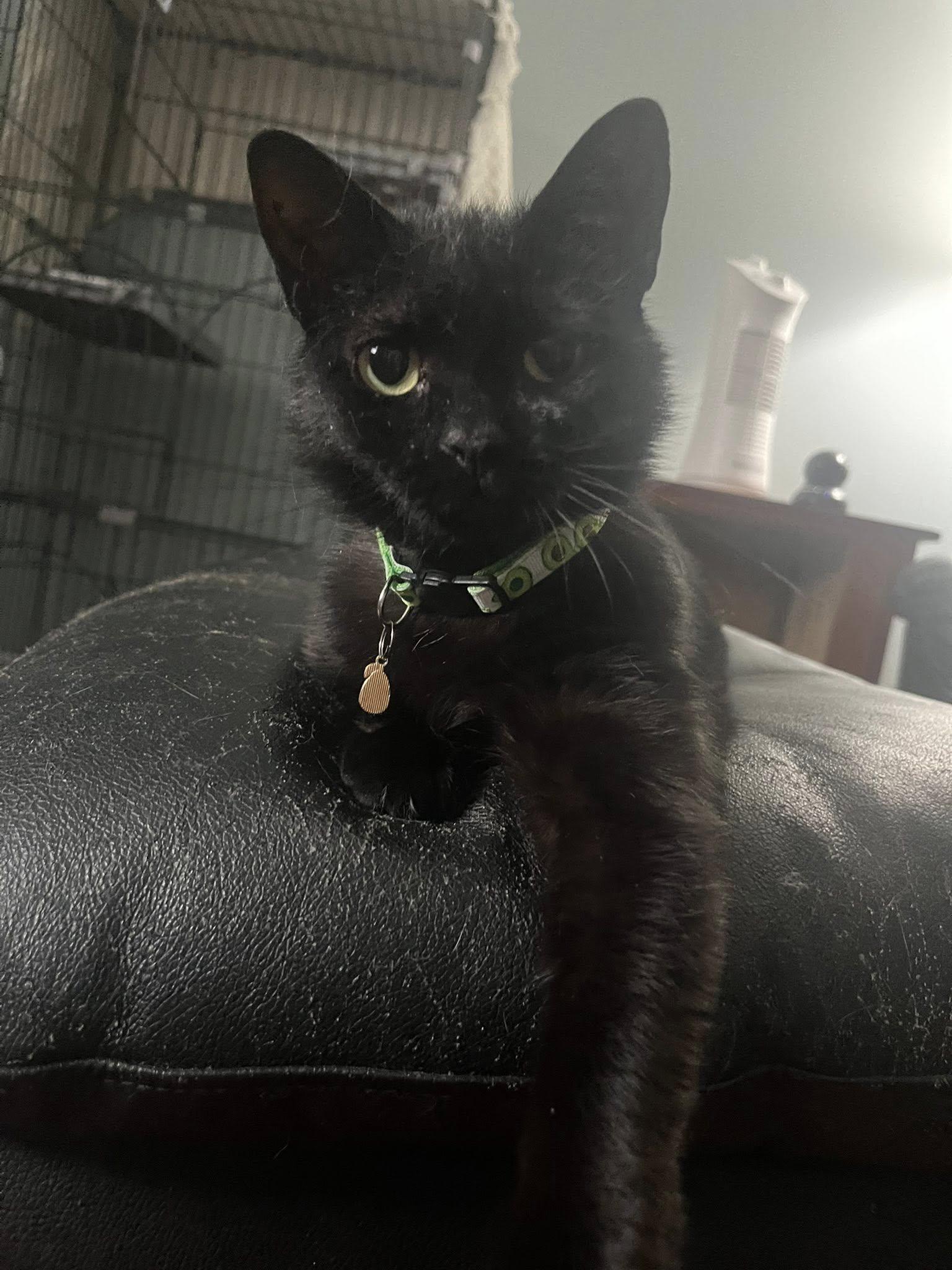 Biscuit, ADOPTABLE, Adult Female Domestic Short Hair.