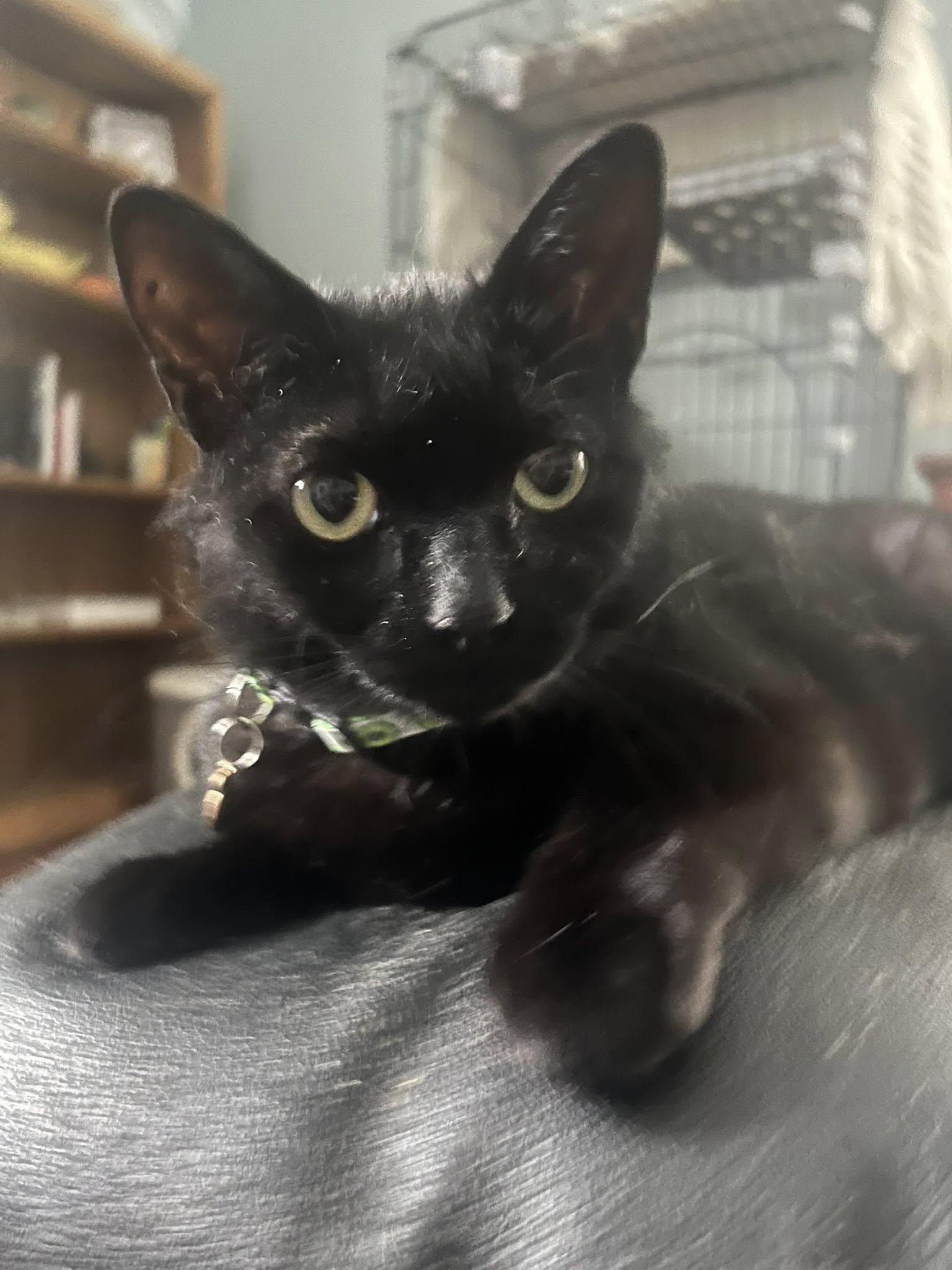 Biscuit, a ADOPTABLE Domestic Short Hair in Spencerville, ON image 6/6