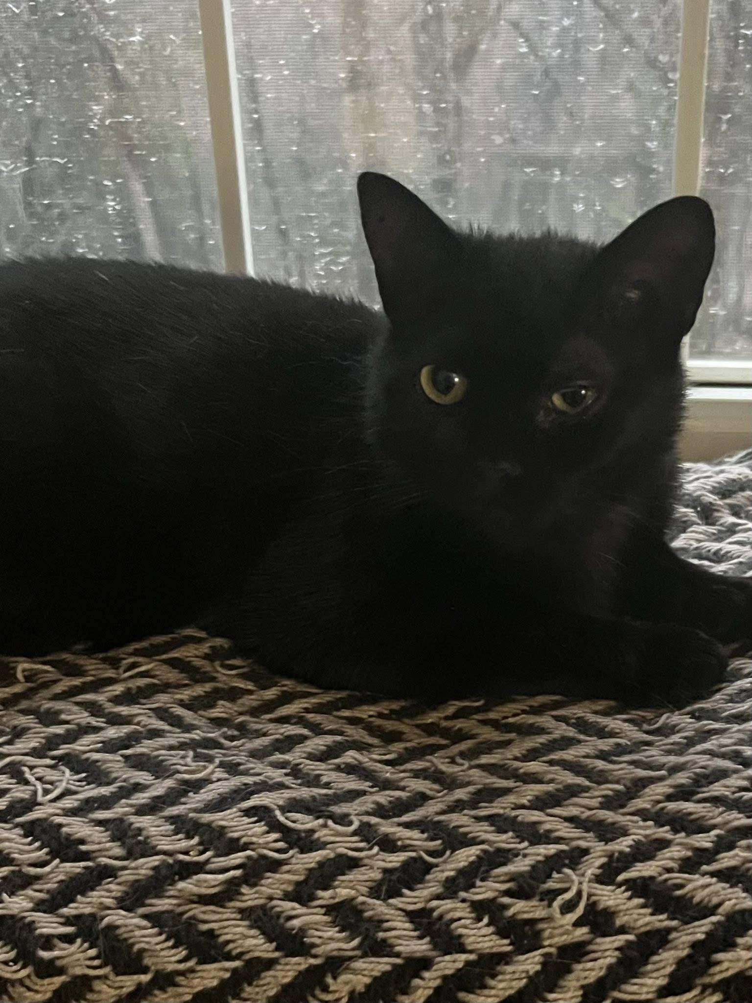 Biscuit, a ADOPTABLE Domestic Short Hair in Spencerville, ON image 2/6