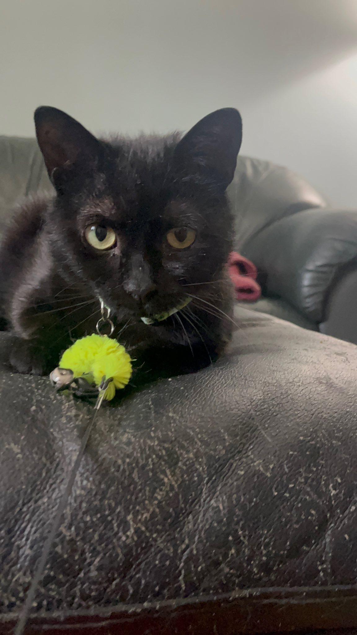 Biscuit, a ADOPTABLE Domestic Short Hair in Spencerville, ON image 4/6