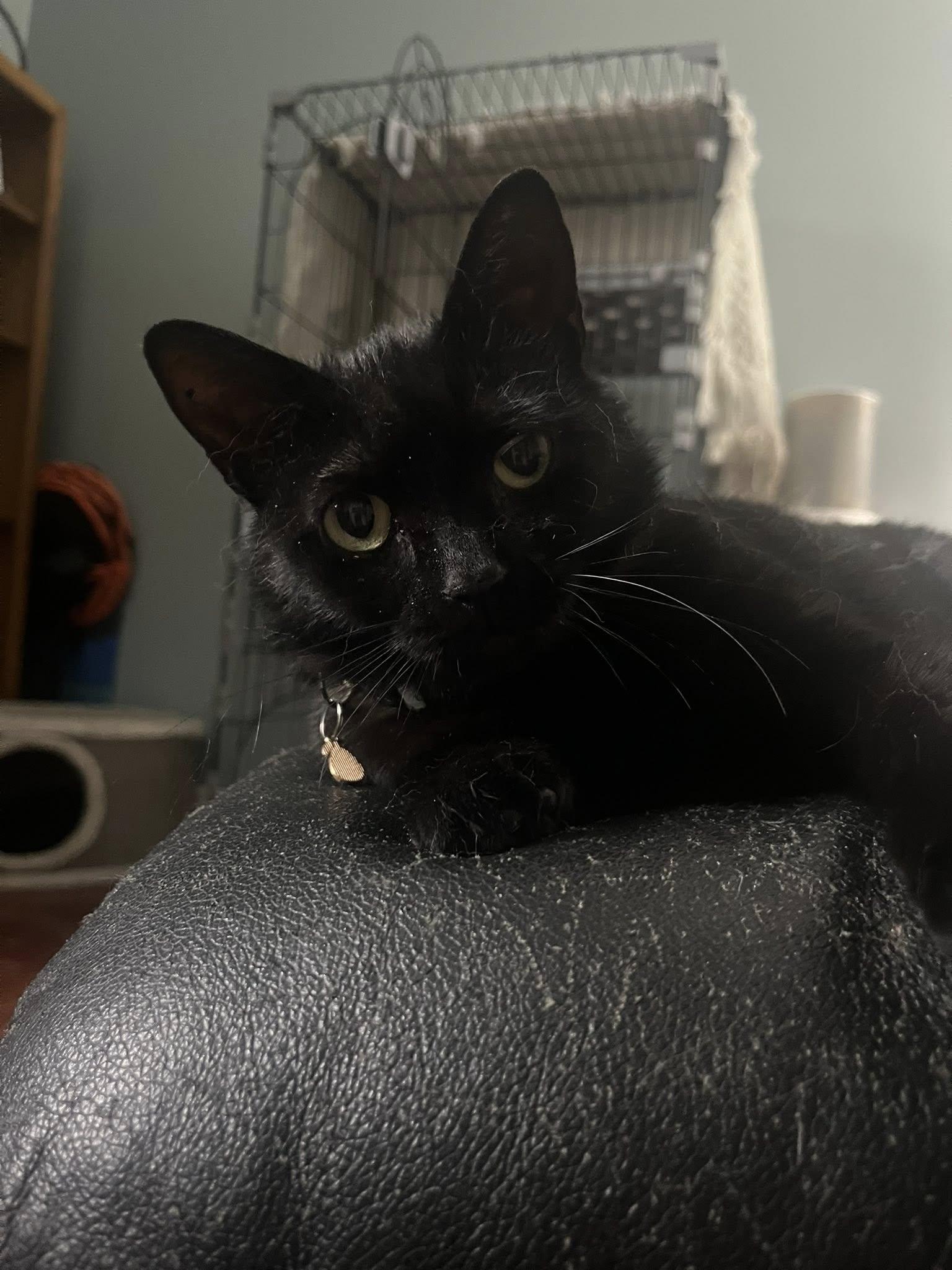 Biscuit, a ADOPTABLE Domestic Short Hair in Spencerville, ON image 5/6